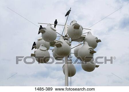 Purple martins (Progne subis) perching on bird houses, Grosse Pointe, Metro Detroit, Michigan, USA View Large Photo Image Stock Photo - Purple martins (Progne subis) perching on bird houses, Grosse Pointe, Metro Detroit, Michigan, USA. Fotosearch