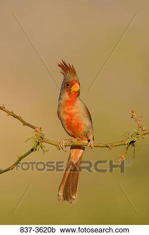 Pyrrhuloxia (Cardinalis sinuatus) perching on branch View Large Photo Image Stock Image - Pyrrhuloxia (Cardinalis sinuatus) perching on branch. Fotosearch