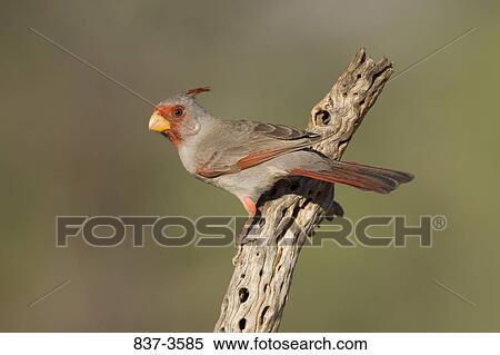 Pyrrhuloxia (Cardinalis sinuatus) perching on a tree stump View Large Photo Image Stock Photography - Pyrrhuloxia (Cardinalis sinuatus) perching on a tree stump. Fotosearch