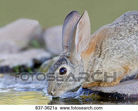 Rabbit (Oryctolagus cuniculus) drinking water from a pond View Large Photo Image Stock Image - Rabbit (Oryctolagus cuniculus) drinking water from a pond. Fotosearch
