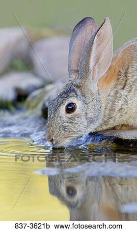Rabbit (Oryctolagus cuniculus) drinking water from a pond View Large Photo Image Stock Image - Rabbit (Oryctolagus cuniculus) drinking water from a pond. Fotosearch