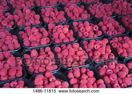 Raspberries for sale at a market stall, Torget Market, Bergen, Hordaland County, Norway View Large Photo Image Stock Photography - Raspberries for sale at a market stall, Torget Market, Bergen, Hordaland County, Norway. Fotosearch
