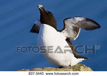 Razorbill (Alca torda) flapping its wings View Large Photo Image Stock Image - Razorbill (Alca torda) flapping its wings. Fotosearch