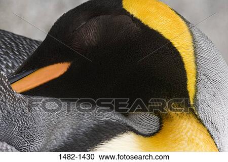 red, beak, black, penguin, gray, yellow, bird View Large Photo Image Stock Image - red, beak, black, penguin, gray, yellow, bird. Fotosearch