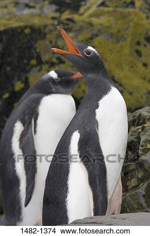 red, beak, rock, penguin, bird, day, outdoors View Large Photo Image Picture - red, beak, rock, penguin, bird, day, outdoors. Fotosearch