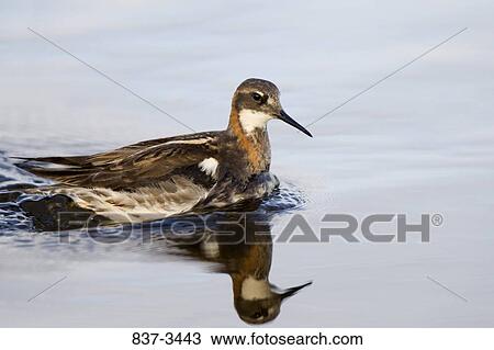 Red-Necked phalarope (Phalaropus lobatus) swimming in a pond View Large Photo Image Stock Image - Red-Necked phalarope (Phalaropus lobatus) swimming in a pond. Fotosearch