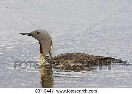 Red-Throated loon (Gavia stellata) swimming in a pond View Large Photo Image Stock Photo - Red-Throated loon (Gavia stellata) swimming in a pond. Fotosearch