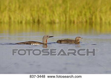 Red-Throated loon (Gavia stellata) swimming with its chick in a pond View Large Photo Image Stock Photo - Red-Throated loon (Gavia stellata) swimming with its chick in a pond. Fotosearch
