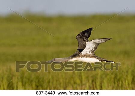Red-Throated loon (Gavia stellata) flying View Large Photo Image Stock Photo - Red-Throated loon (Gavia stellata) flying. Fotosearch