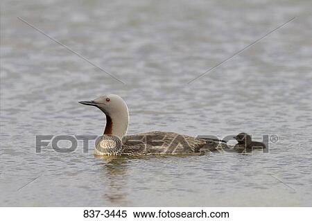 Stock Photography - Red-Throated loon (Gavia stellata) swimming with its chick in a pond. Fotosearch