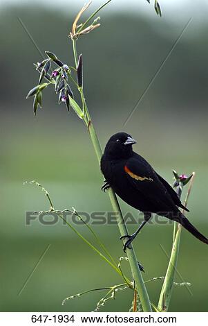 Red-Winged blackbird (Agelaius phoeniceus) perching on a plant View Large Photo Image Picture - Red-Winged blackbird (Agelaius phoeniceus) perching on a plant. Fotosearch