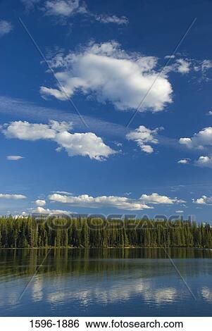 Reeds in water, Holland Lake, Flathead National Forest, Montana, USA View Large Photo Image Stock Photograph - Reeds in water, Holland Lake, Flathead National Forest, Montana, USA. Fotosearch