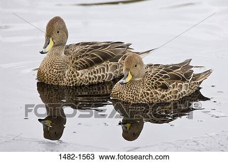 Stock Image - reflection, duck, water, sea, bird, swimming, day. Fotosearch