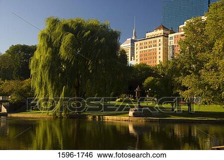 Reflection of trees in water, Boston Public Garden, Boston, Massachusetts, USA View Large Photo Image Stock Photograph - Reflection of trees in water, Boston Public Garden, Boston, Massachusetts, USA. Fotosearch