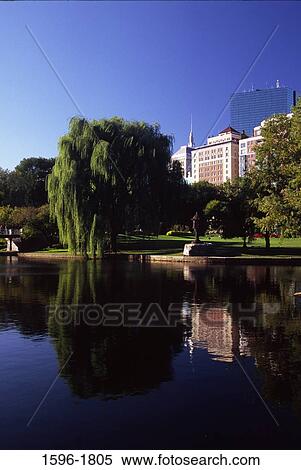 Reflection of trees in water, Boston Public Garden, Boston, Suffolk County, Massachusetts, USA View Large Photo Image Stock Photography - Reflection of trees in water, Boston Public Garden, Boston, Suffolk County, Massachusetts, USA. Fotosearch
