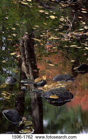Reflection of trees in water, Rutland Brook Wildlife Sanctuary, Brooks Woodland Preserve, Massachusetts, USA View Large Photo Image Stock Image - Reflection of trees in water, Rutland Brook Wildlife Sanctuary, Brooks Woodland Preserve, Massachusetts, USA. Fotosearch