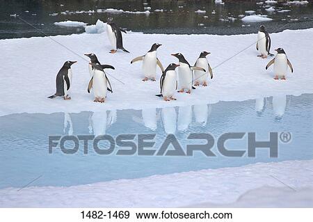 reflection, snow, water, penguin, sea, bird, ice View Large Photo Image Stock Photo - reflection, snow, water, penguin, sea, bird, ice. Fotosearch