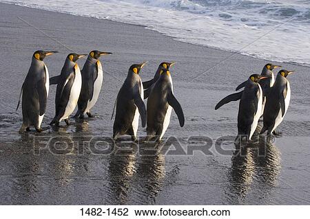 Stock Image - reflection, water, penguin, sea, bird, beach, day. Fotosearch