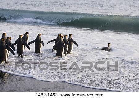 Stock Image - reflection, water, penguin, sea, bird, beach, day. Fotosearch