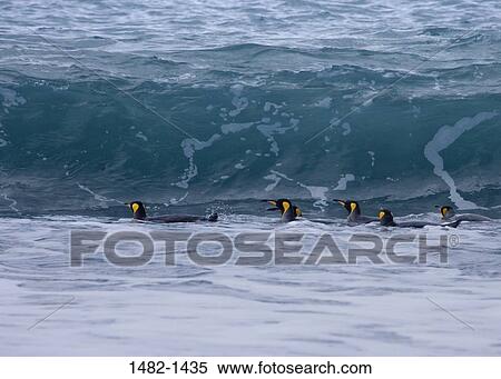 reflection, water, penguin, sea, bird, swimming, day View Large Photo Image Stock Photography - reflection, water, penguin, sea, bird, swimming, day. Fotosearch