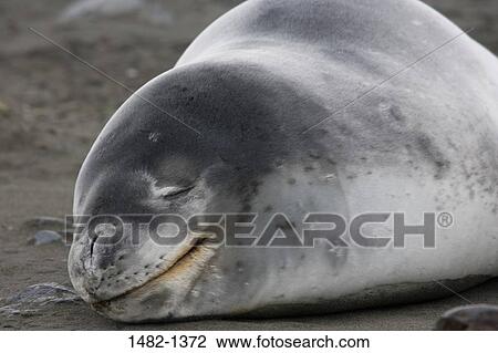 relaxation, seal, sleeping, day, outdoors, resting, lying down View Large Photo Image Stock Image - relaxation, seal, sleeping, day, outdoors, resting, lying down. Fotosearch