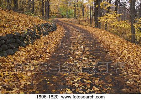 Road covered with autumnal leaves, Three Mile Drive, Minnesota Landscape Arboretum, Minnesota, USA View Large Photo Image Stock Image - Road covered with autumnal leaves, Three Mile Drive, Minnesota Landscape Arboretum, Minnesota, USA. Fotosearch