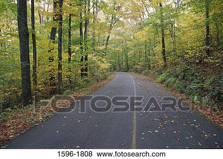 Road passing through a forest, Mt Greylock State Reserve, Berkshire County, Massachusetts, USA View Large Photo Image Stock Photo - Road passing through a forest, Mt Greylock State Reserve, Berkshire County, Massachusetts, USA. Fotosearch