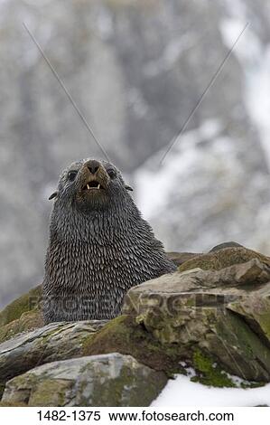 rock, anger, seal, ice, stone, day, outdoors View Large Photo Image Stock Photography - rock, anger, seal, ice, stone, day, outdoors. Fotosearch
