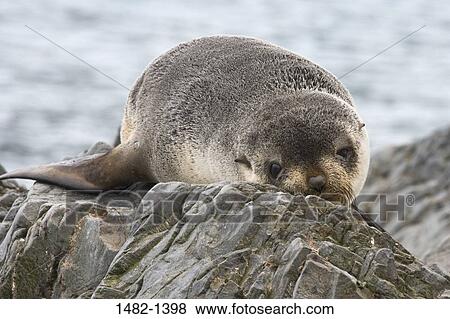 rock, sand, water, seal, sea, day, outdoors View Large Photo Image Stock Photo - rock, sand, water, seal, sea, day, outdoors. Fotosearch