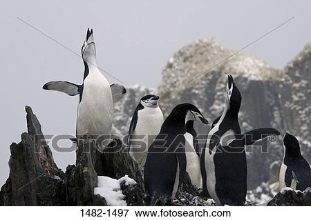 rock, snow, penguin, bird, day, cold, outdoors View Large Photo Image Stock Photo - rock, snow, penguin, bird, day, cold, outdoors. Fotosearch