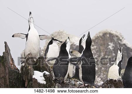 Stock Photo - rock, snow, penguin, bird, day, cold, outdoors. Fotosearch
