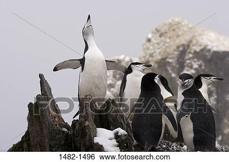 rock, snow, penguin, bird, day, outdoors, South America View Large Photo Image Stock Photograph - rock, snow, penguin, bird, day, outdoors, South America. Fotosearch