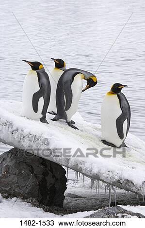 Stock Image - rock, snow, water, penguin, sea, bird, ice. Fotosearch