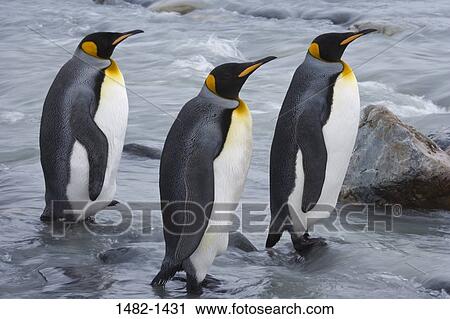 rock, wading, water, penguin, sea, bird, stone View Large Photo Image Stock Image - rock, wading, water, penguin, sea, bird, stone. Fotosearch