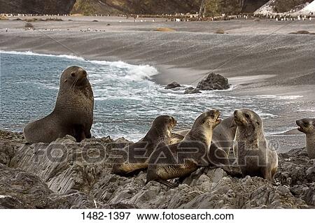 rock, water, seal, sea, sitting, beach, day View Large Photo Image Stock Photo - rock, water, seal, sea, sitting, beach, day. Fotosearch