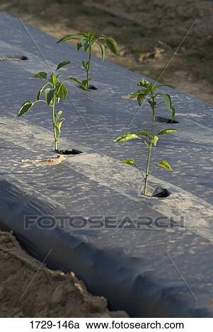 Stock Image - Row of plants growing through plastic in a farm. Fotosearch