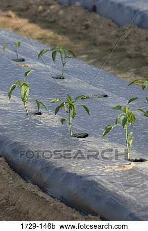 Row of plants growing through plastic in a farm View Large Photo Image Stock Image - Row of plants growing through plastic in a farm. Fotosearch