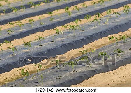 Stock Image - Rows of plants growing through plastic in a farm. Fotosearch