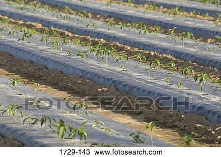 Rows of plants growing through plastic in a farm View Large Photo Image Stock Image - Rows of plants growing through plastic in a farm. Fotosearch