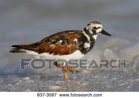 Ruddy turnstone (Arenaria interpres) wading on the beach View Large Photo Image Stock Photo - Ruddy turnstone (Arenaria interpres) wading on the beach. Fotosearch
