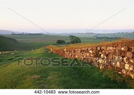 Ruins of a stone wall in a field, Hadrian's Wall, Northumbria, England View Large Photo Image Stock Image - Ruins of a stone wall in a field, Hadrian's Wall, Northumbria, England. Fotosearch