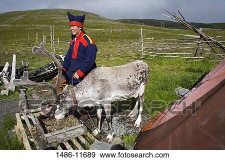 Sami tribal man standing beside a reindeer, Honningsvag, Mageroya Island, Nordkapp, Finnmark County, Norway View Large Photo Image Stock Photo - Sami tribal man standing beside a reindeer, Honningsvag, Mageroya Island, Nordkapp, Finnmark County, Norway. Fotosearch