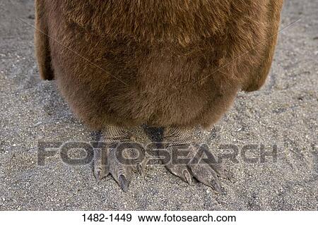 sand, Brown, penguin, bird, day, outdoors, South America View Large Photo Image Stock Photo - sand, Brown, penguin, bird, day, outdoors, South America. Fotosearch