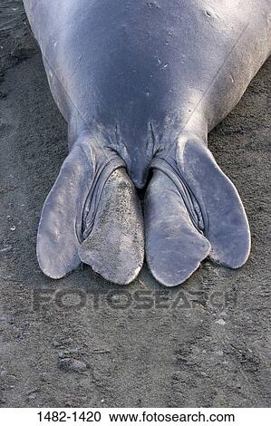 sand, seal, day, outdoors, flipper, detail, sea life View Large Photo Image Stock Image - sand, seal, day, outdoors, flipper, detail, sea life. Fotosearch