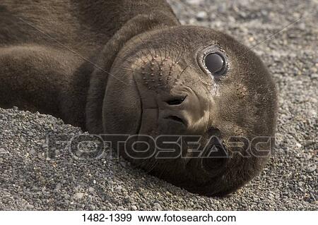 Stock Photo - sand, seal, day, outdoors, lying down, innocence, detail. Fotosearch