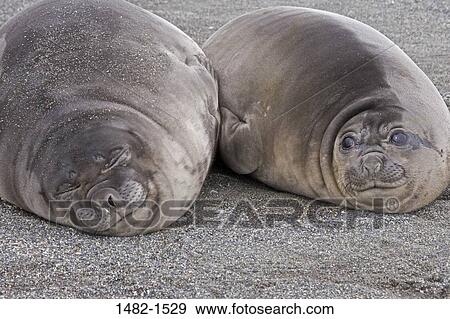 sand, seal, sleeping, day, outdoors, lying down, innocence View Large Photo Image Stock Photo - sand, seal, sleeping, day, outdoors, lying down, innocence. Fotosearch