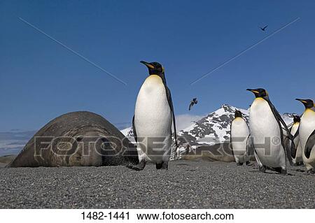 sand, snow, penguin, seal, mountain, bird, flying View Large Photo Image Stock Image - sand, snow, penguin, seal, mountain, bird, flying. Fotosearch