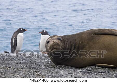 Stock Image - sand, water, penguin, seal, sea, bird, beach. Fotosearch