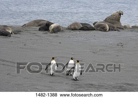 sand, water, penguin, seal, walking, sea, bird View Large Photo Image Stock Photo - sand, water, penguin, seal, walking, sea, bird. Fotosearch