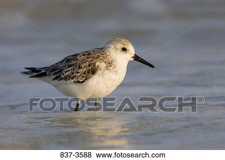 Sanderling (Calidris alba) wading in the ocean View Large Photo Image Stock Photo - Sanderling (Calidris alba) wading in the ocean. Fotosearch